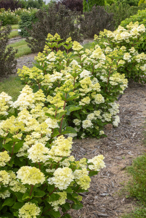 HydpanSpringSizzle-170-14227-1-477x715-ccbn.jpg
