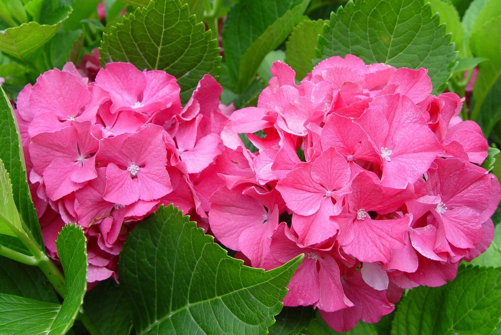 Hydrangea-Color-Fantasy.jpg
