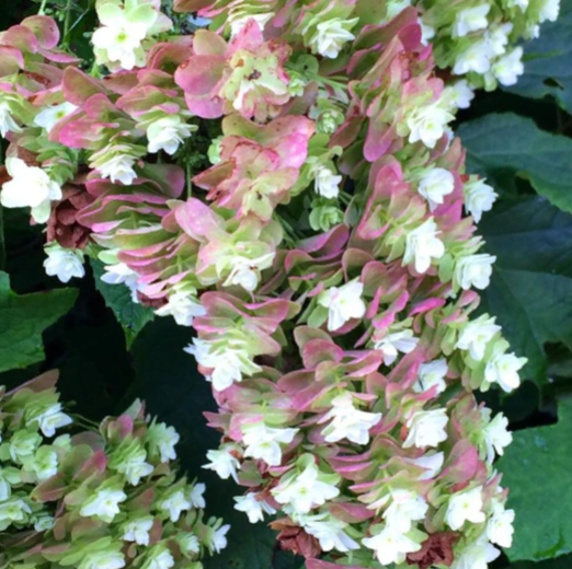 Hydrangea-Quer_Snowcicle.png
