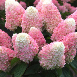 Hydrangea-pink_avalanche.png