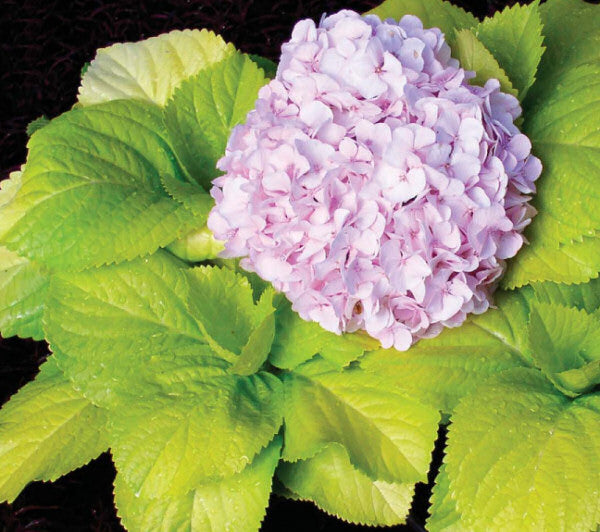 HydrangeaLemonDaddy.jpg