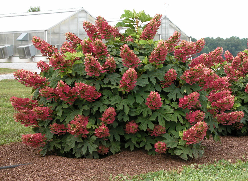 HydrangeaRubySlippers.jpg