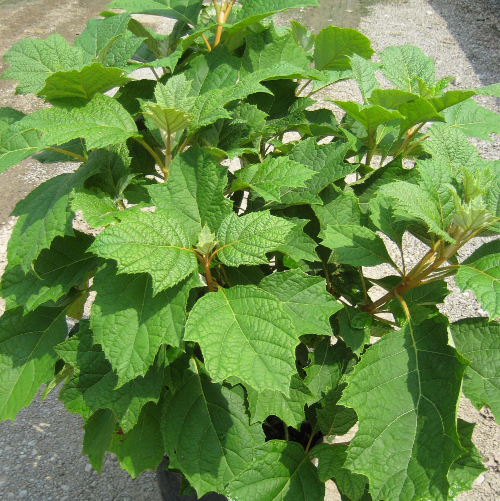 Hydrangea Alice.jpg