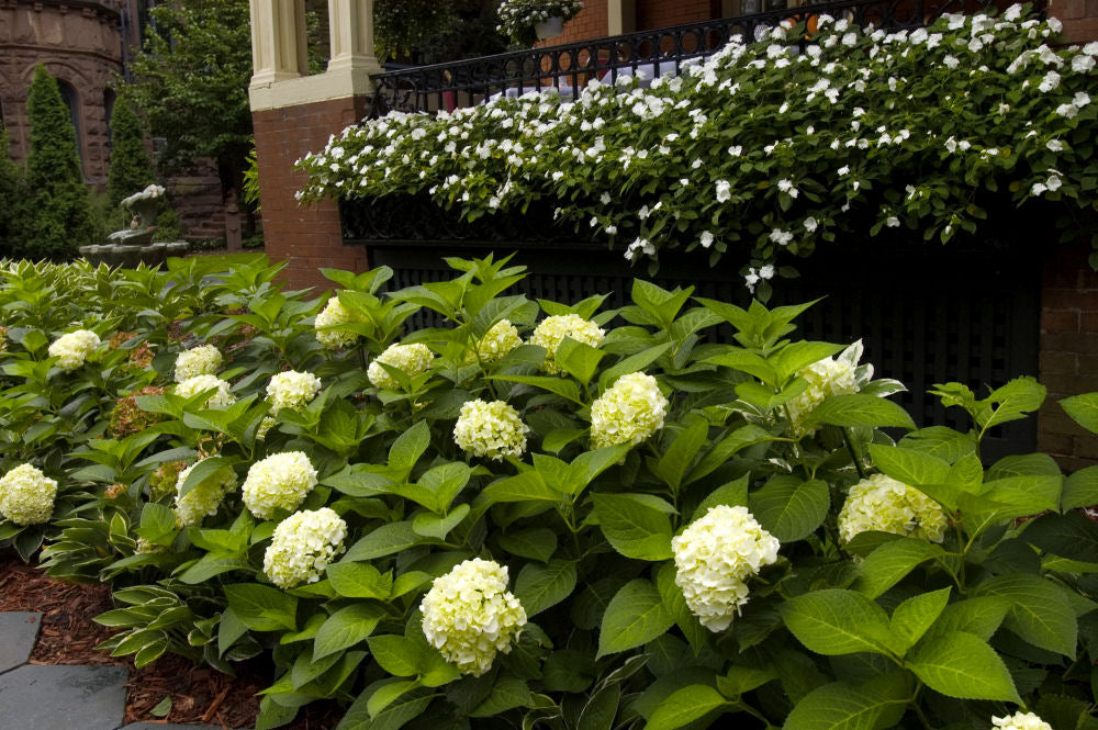 Hydrangea Blushing Bride.jpg