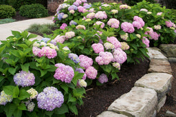 Hydrangea Endless Summer land.jpg