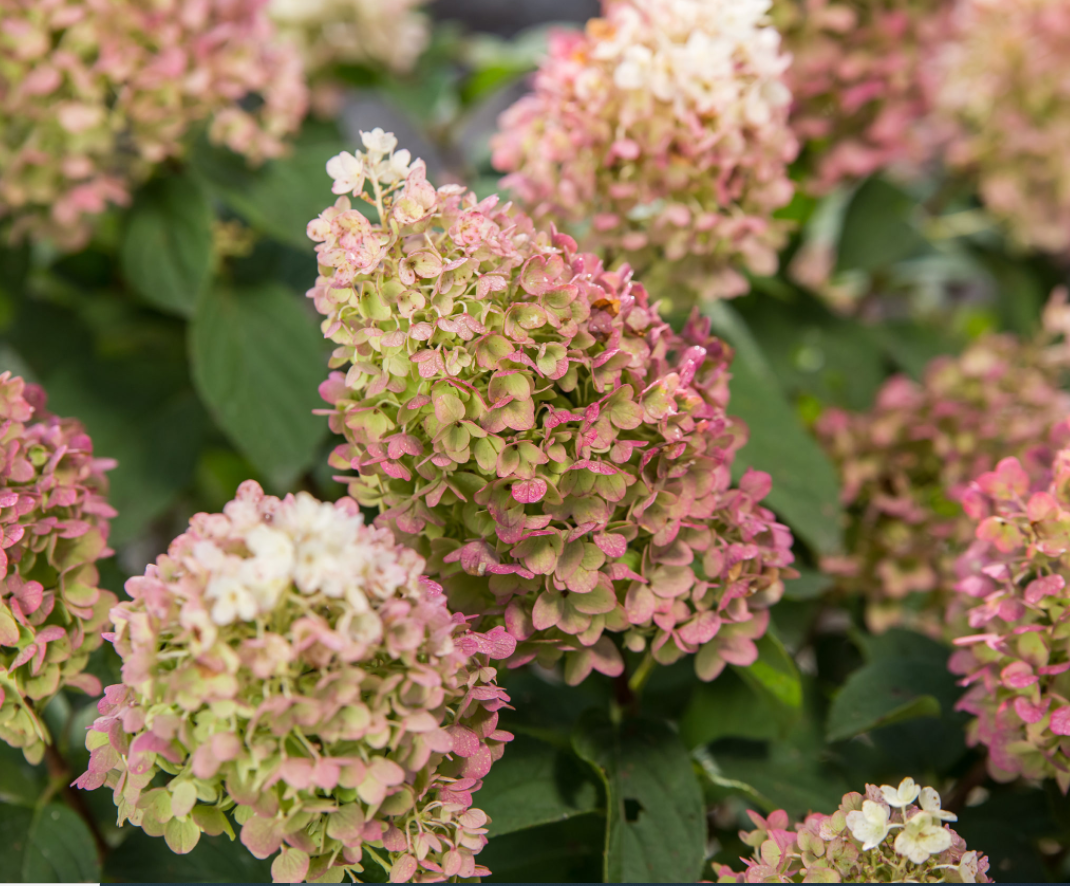 Hydrangea_Little_Hottie_.png