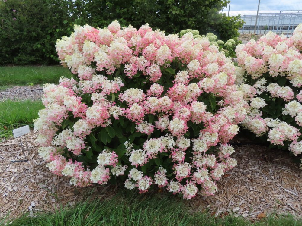 Hydrangea P. French Manicure 2.jpg