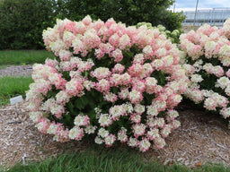 Hydrangea P. French Manicure 2.jpg