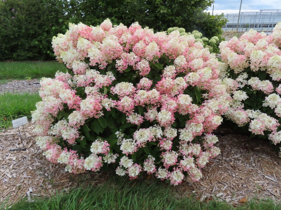 Hydrangea P. French Manicure 2.jpg