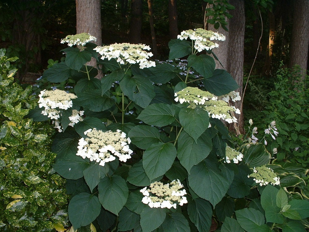 Hydrangea a. Haas Halo.jpg