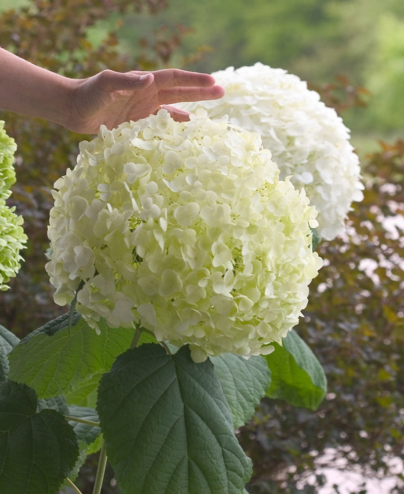 Hydrangea a Incrediball.jpg
