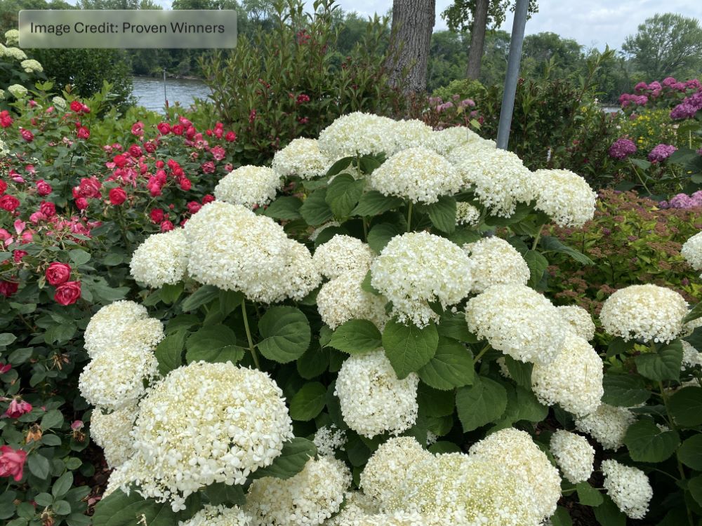 Hydrangea arborescens Incrediball Storm Proof IMG_9845.jpg