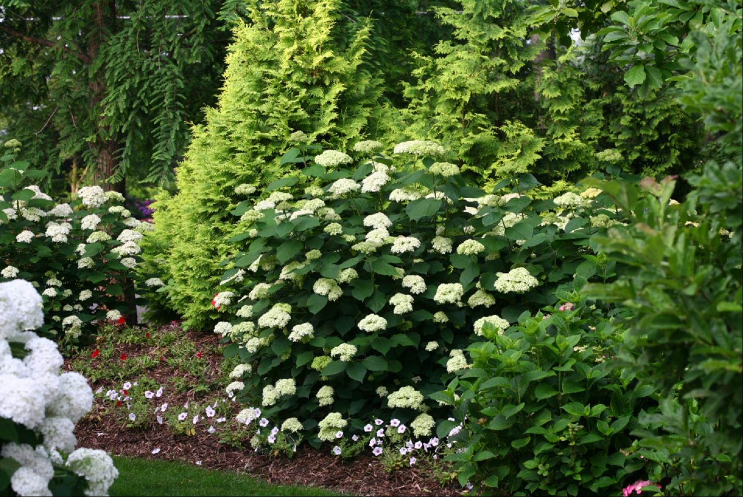 Hydrangea arborescens SMNHALR.jpg