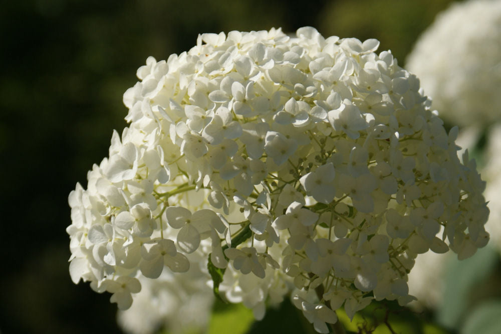 Hydrangea_arborescens_annabelle.JPG