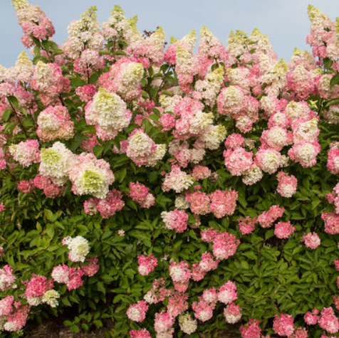 Hydrangea_berry_white_.png