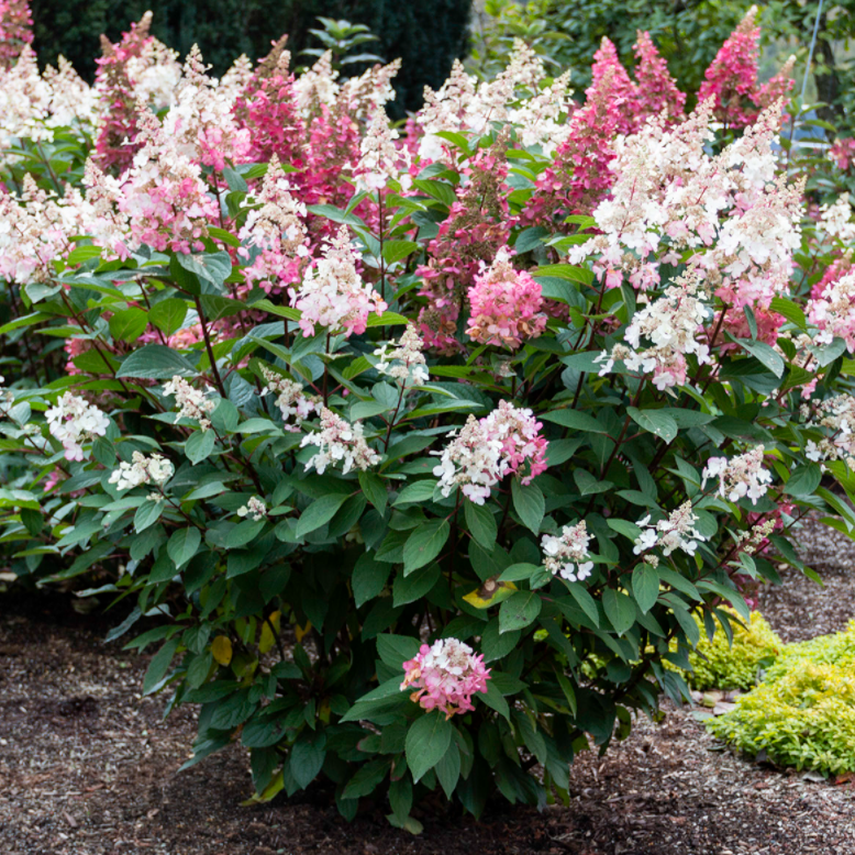 Hydrangea_candelabra_.png