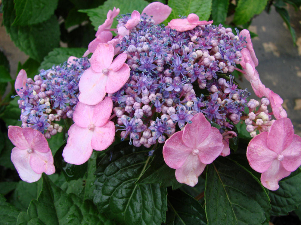 Hydrangea macTwistShout.JPG