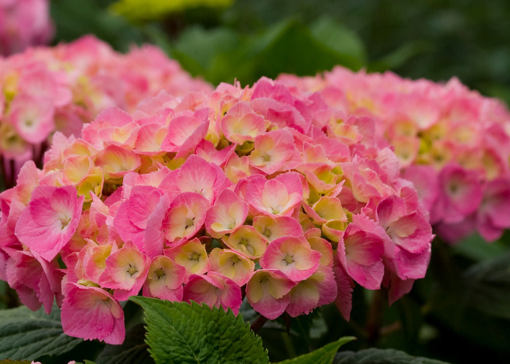 Hydrangea mac Lets Dance Big Easy.jpg