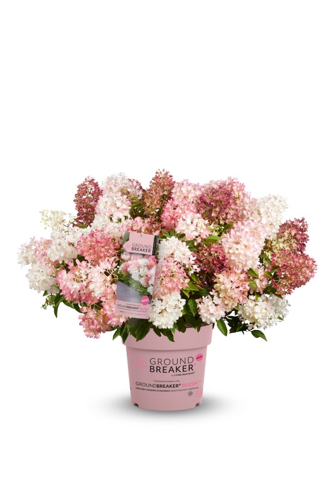 Hydrangea paniculata Groundbreaker® Blush™ 'LC NO21' PBR.jpg