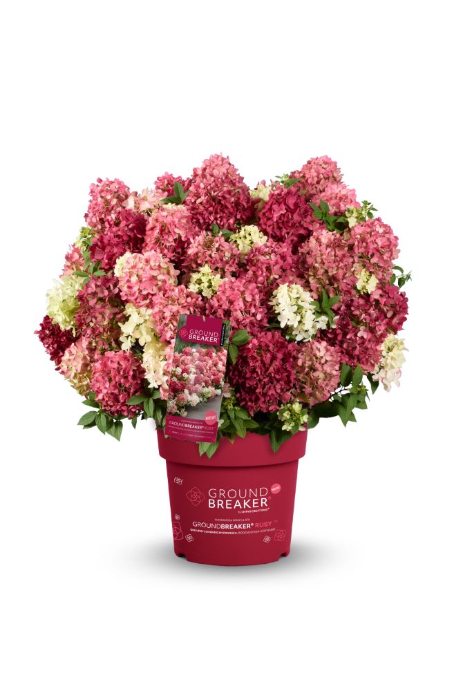 Hydrangea paniculata Groundbreaker® Ruby™ 'LC NO27' PBRAF.jpg