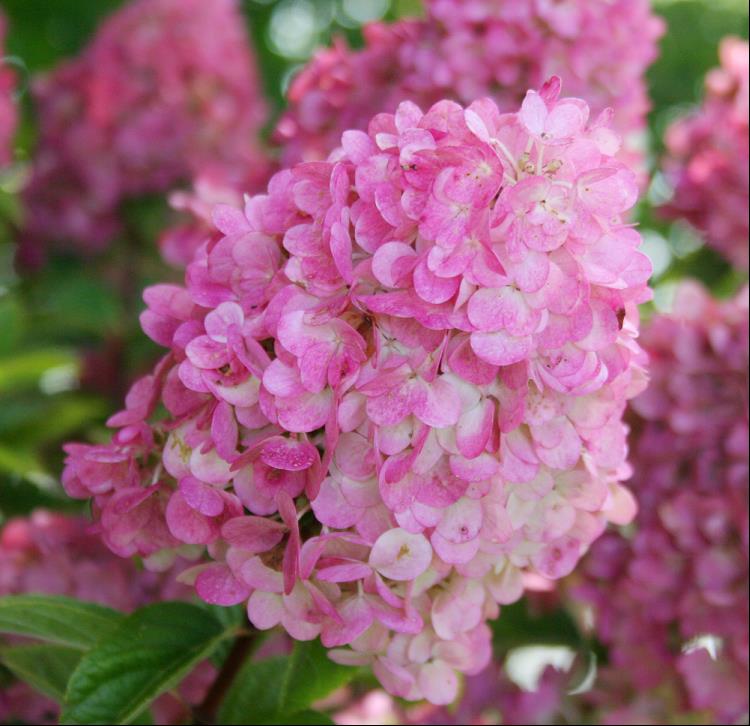 Hydrangea paniculata Rensun.jpg