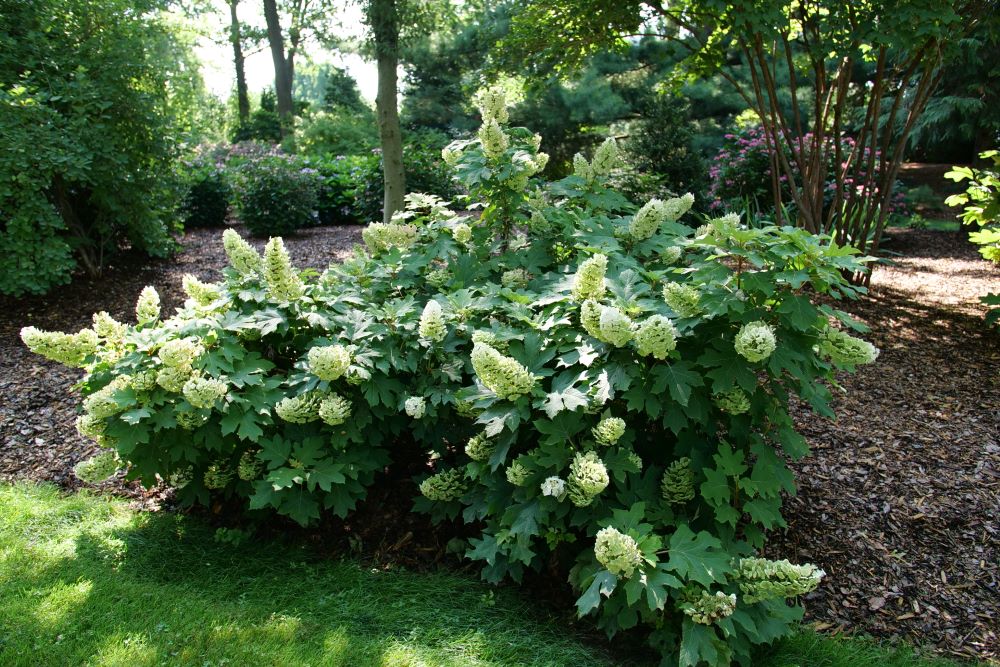 Hydrangea quercifolia Gatsby Glow Ball P1238407.jpg