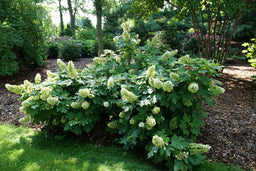 Hydrangea quercifolia Gatsby Glow Ball P1238407.jpg