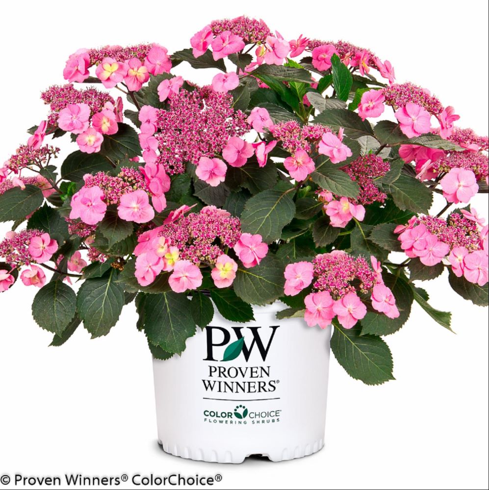Hydrangea serrata MAK20.jpg