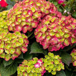 Hydrangea_tilt_a_swirl_.png