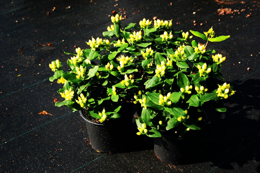 Hypericum-inodorum-Magical-Sunshine.jpg