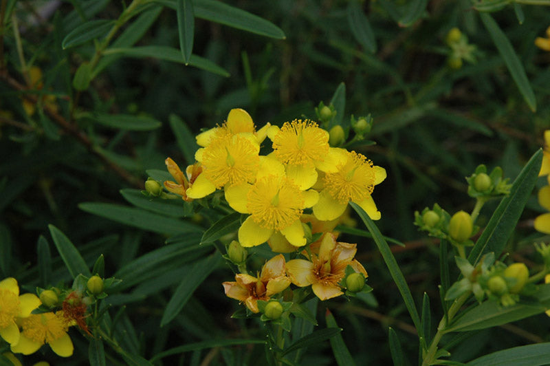 Hypericum%20Gemo[1].jpg