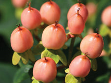 Hypericum_MysticalBeauty.jpg