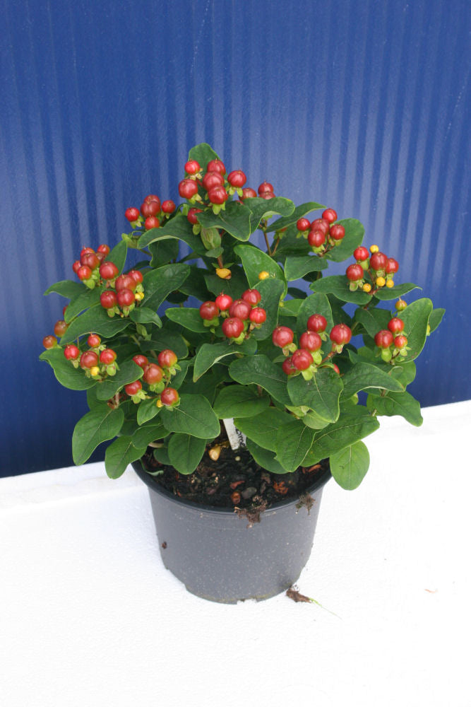 Hypericum Mystical Glory jpg.jpg