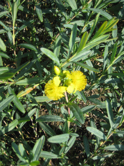 Hypericum Sunburst.jpg