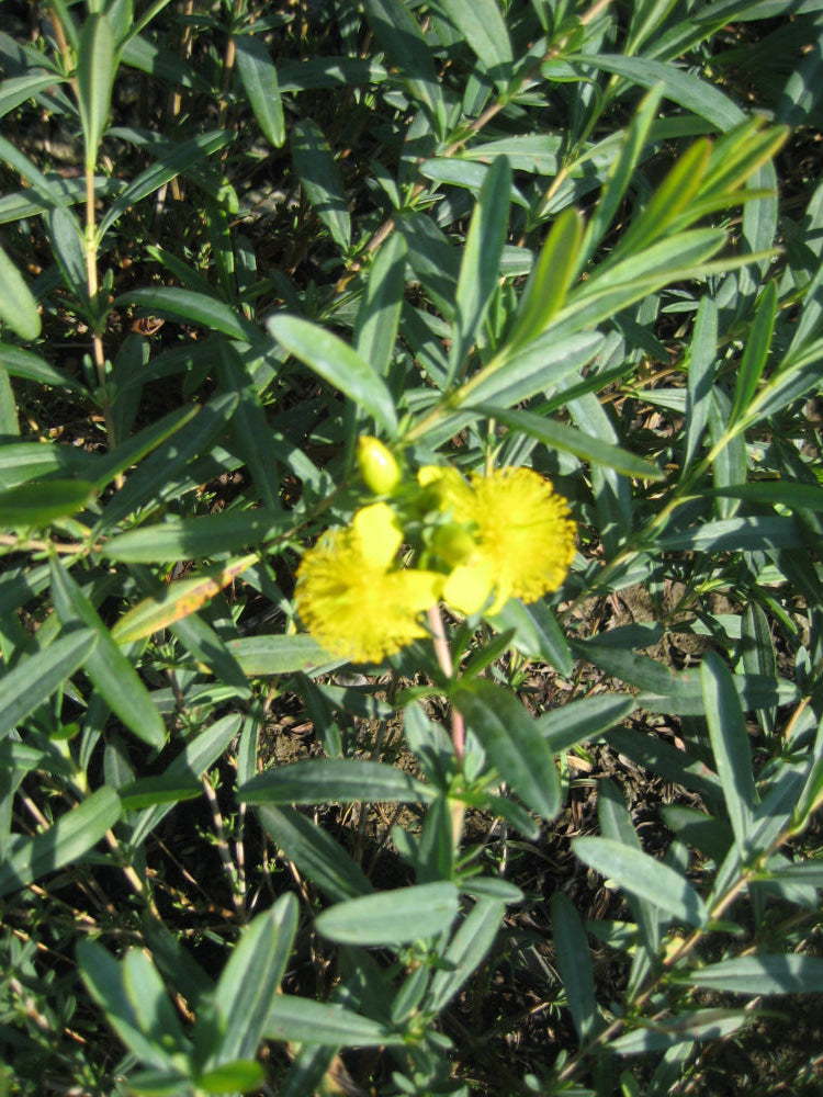 Hypericum Sunburst.jpg