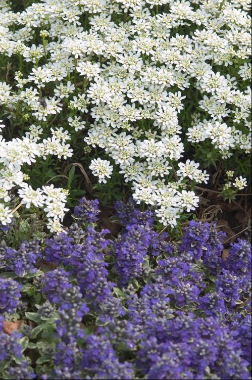 IBERIS S. ALEXANDERS WHITE.jpg