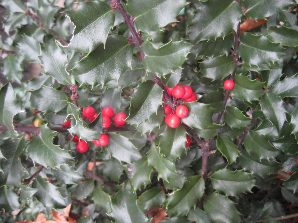 ILEX BLUE PRINCESS FOLIAGE.jpg