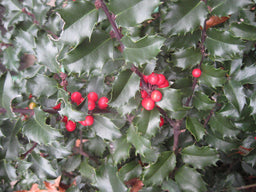 ILEX BLUE PRINCESS FOLIAGE.jpg