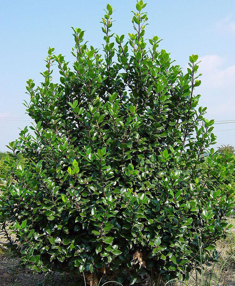 ILEX BLUE STALLION.jpg