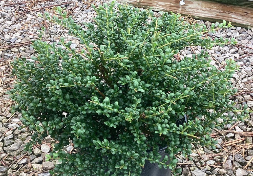 ILEX_C_ALLEN_G3_15in.jpg
