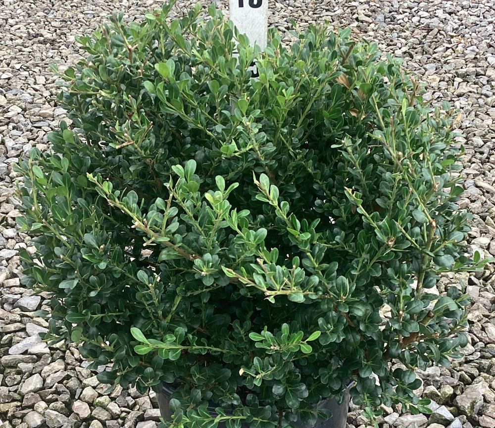 ILEX_C_WILLOWAY_G3_15in.jpg