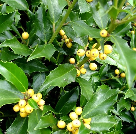ILEX GOLDEN GIRL.jpg