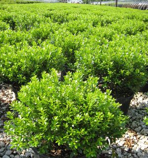 ILEX GREEN MAGIC.jpg