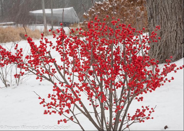 ILEX VERTICILLATA FARROWBPOP.jpg