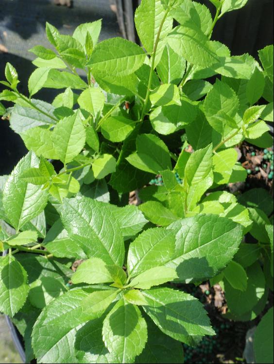 ILEX VERTICILLATA FARROWMRP.jpg