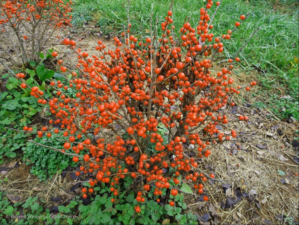 ILEX VERTICILLATA NCIV2.jpg