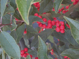 ILEX VERT RED SPRITE BERRY.jpg