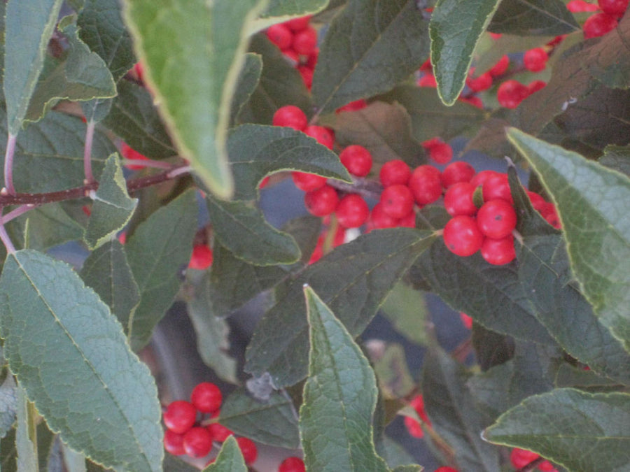 ILEX VERT RED SPRITE BERRY.jpg