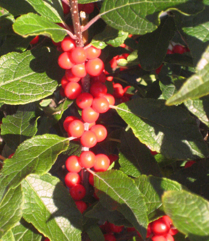 ILEX VERT WINTER RED BERRY.jpg