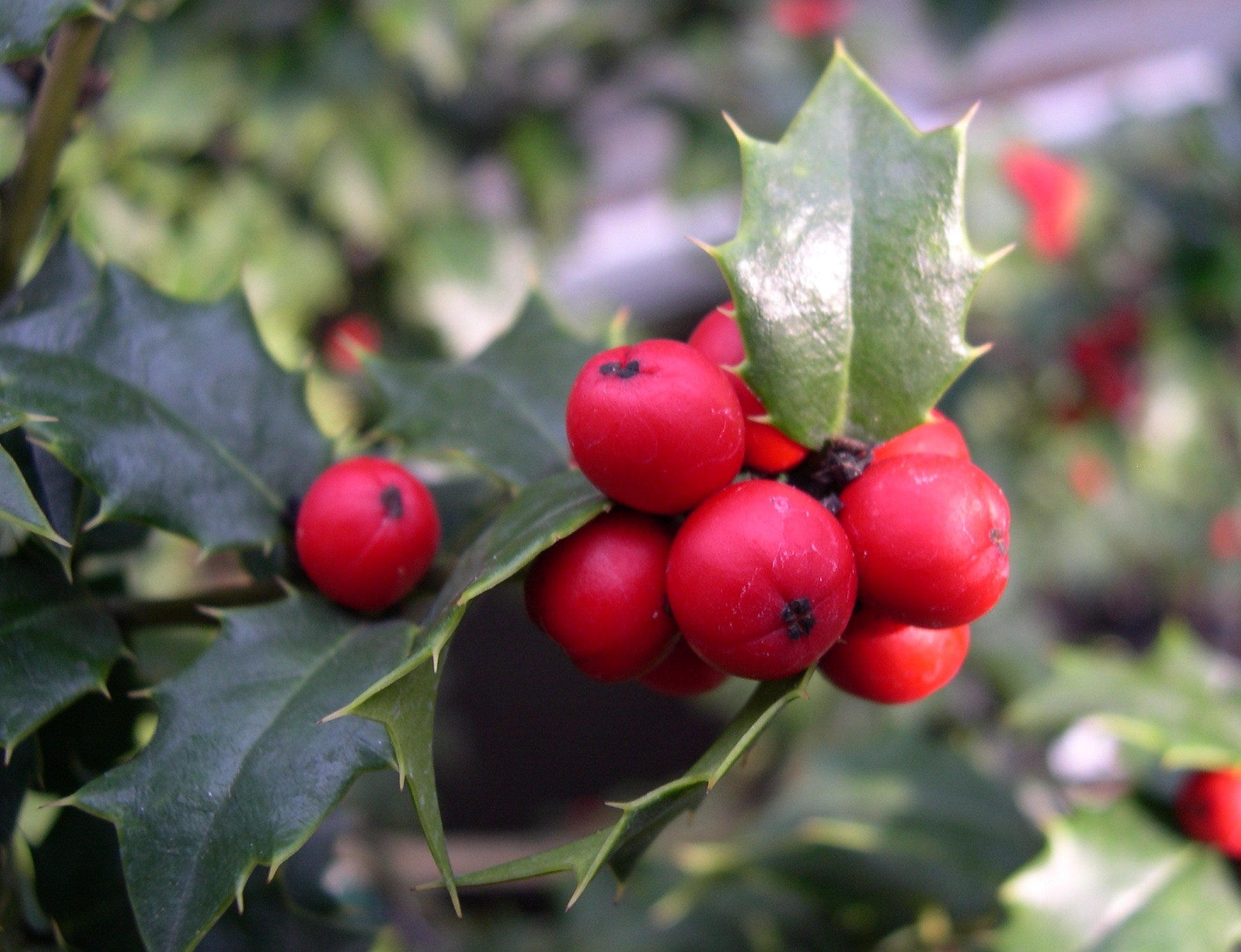 ILEX_X_RED_BEAUTY.JPG